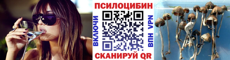 наркошоп  Пыталово  Псилоцибиновые грибы мицелий 